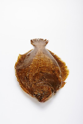 포토 JPG 스튜디오촬영 한마리 식재료 실내 누끼 사람없음 해산물 흰배경 넙치 광어 국내포토 1 백그라운드 어류 내부 흰색 파일형식