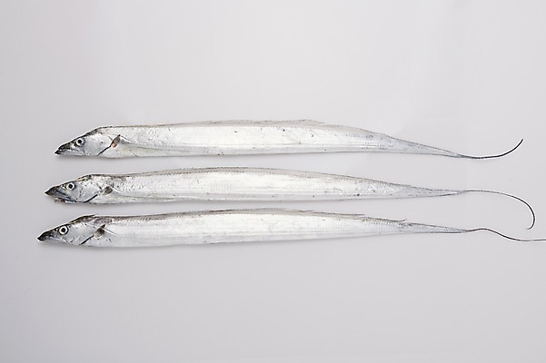 포토 JPG 스튜디오촬영 식재료 회색배경 실내 세마리 누끼 사람없음 해산물 갈치 국내포토 백그라운드 3 어류 내부 회색 파일형식