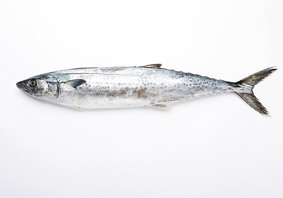 포토 JPG 스튜디오촬영 한마리 식재료 실내 누끼 사람없음 해산물 흰배경 삼치 국내포토 1 백그라운드 내부 흰색 파일형식