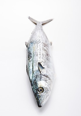 포토 JPG 스튜디오촬영 한마리 식재료 어패류 실내 어류 누끼 사람없음 해산물 흰배경 삼치 국내포토 동물 1 백그라운드 내부 수중동물 흰색 파일형식