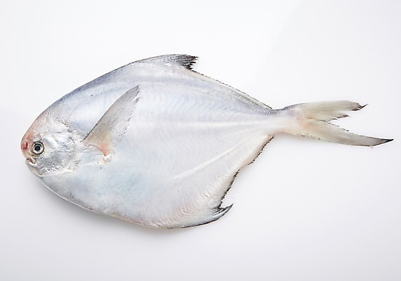 포토 JPG 스튜디오촬영 한마리 식재료 실내 어류 누끼 사람없음 해산물 흰배경 병어 국내포토 1 백그라운드 내부 수중동물 흰색 파일형식