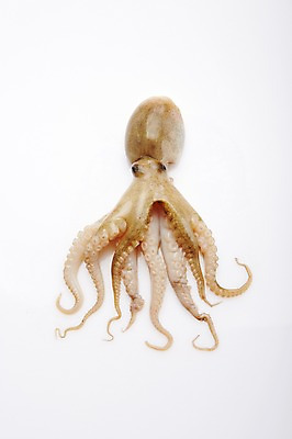 포토 JPG 스튜디오촬영 식재료 어패류 실내 누끼 사람없음 해산물 주꾸미 제철음식 국내포토 동물 음식 연체동물 내부 수중동물 제철 파일형식