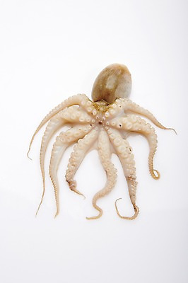 포토 JPG 스튜디오촬영 식재료 어패류 실내 누끼 사람없음 해산물 주꾸미 제철음식 국내포토 동물 음식 연체동물 내부 수중동물 제철 파일형식