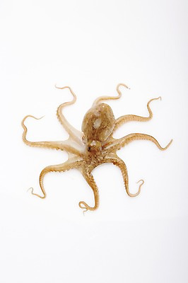 포토 JPG 스튜디오촬영 식재료 어패류 실내 누끼 사람없음 해산물 주꾸미 제철음식 국내포토 동물 음식 연체동물 내부 수중동물 제철 파일형식