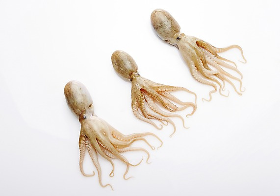 포토 JPG 스튜디오촬영 식재료 어패류 실내 누끼 사람없음 해산물 주꾸미 제철음식 국내포토 동물 음식 연체동물 내부 수중동물 제철 파일형식