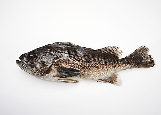 포토 JPG 스튜디오촬영 한마리 식재료 실내 어류 누끼 사람없음 해산물 흰배경 우럭 국내포토 1 백그라운드 내부 수중동물 흰색 파일형식