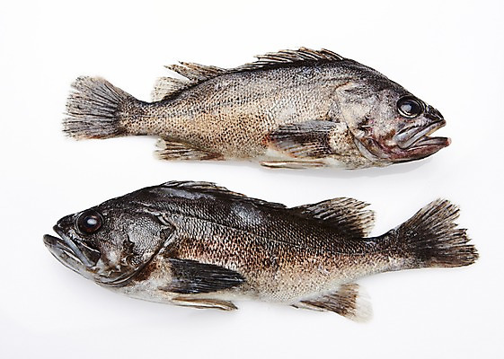 포토 JPG 스튜디오촬영 식재료 실내 어류 누끼 사람없음 해산물 우럭 국내포토 내부 수중동물 파일형식