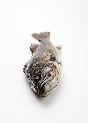 포토 JPG 스튜디오촬영 한마리 식재료 실내 어류 누끼 사람없음 해산물 흰배경 우럭 국내포토 1 백그라운드 내부 수중동물 흰색 파일형식