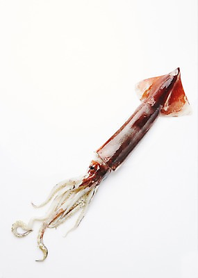 포토 JPG 스튜디오촬영 식재료 어패류 실내 누끼 사람없음 해산물 오징어 국내포토 동물 연체동물 내부 수중동물 파일형식