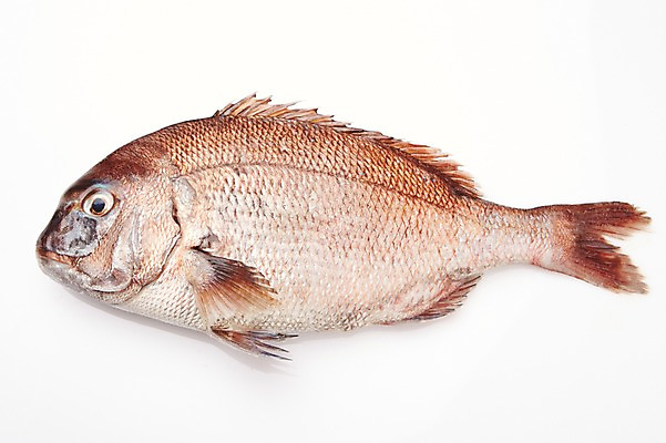 포토 JPG 스튜디오촬영 한마리 식재료 실내 어류 누끼 사람없음 해산물 흰배경 도미 국내포토 1 백그라운드 내부 수중동물 흰색 파일형식