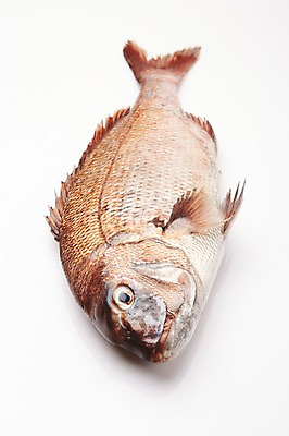 포토 JPG 스튜디오촬영 한마리 식재료 실내 어류 누끼 사람없음 해산물 흰배경 도미 국내포토 1 백그라운드 내부 수중동물 흰색 파일형식