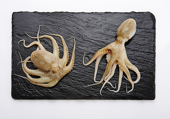 포토 JPG 스튜디오촬영 식재료 어패류 도마 실내 사람없음 해산물 주꾸미 제철음식 국내포토 동물 음식 주방용품 연체동물 내부 수중동물 제철 파일형식