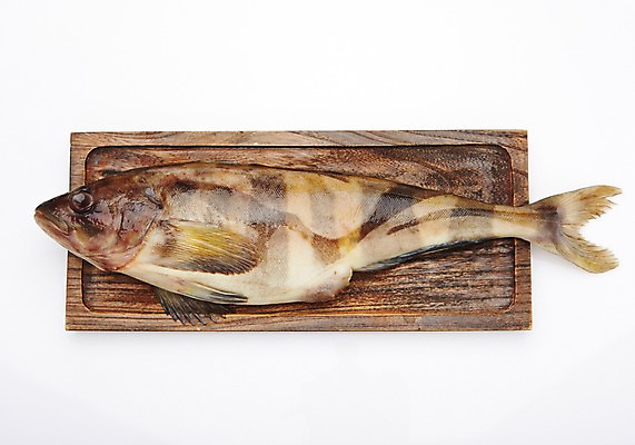 포토 JPG 스튜디오촬영 한마리 접시 식재료 실내 어류 사람없음 해산물 흰배경 나무접시 이면수 국내포토 1 식기 백그라운드 내부 수중동물 흰색 파일형식