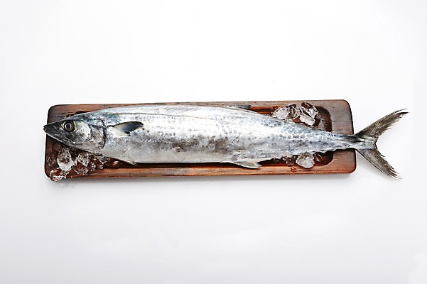포토 JPG 스튜디오촬영 한마리 식재료 실내 어류 사람없음 얼음 해산물 흰배경 나무접시 삼치 국내포토 자연요소 1 접시 백그라운드 내부 수중동물 흰색 파일형식