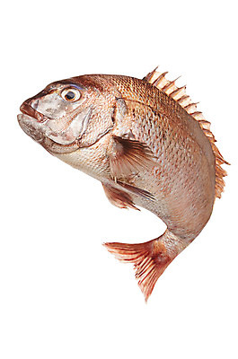 포토 JPG 스튜디오촬영 한마리 식재료 실내 사람없음 신선 해산물 흰배경 도미 국내포토 1 백그라운드 어류 내부 흰색 파일형식