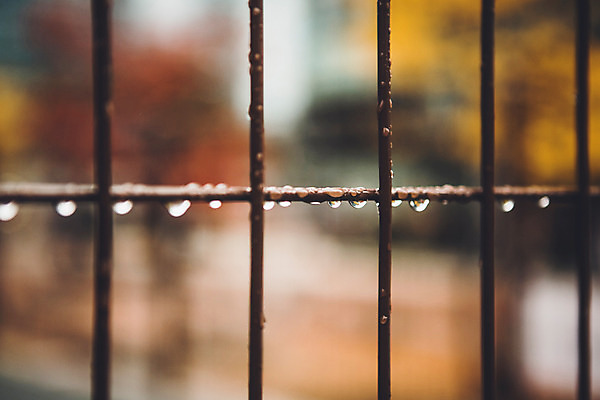 포토 JPG 주간 백그라운드 풍경 근접촬영 사람없음 야외 울타리 가을 비 빗방울 흐림 국내포토 자연요소 계절 뷰포인트 날씨 담장 비_날씨 파일형식