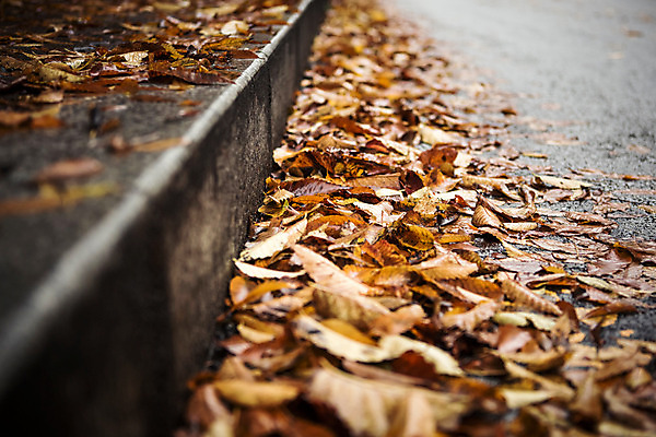 포토 JPG 주간 백그라운드 낙엽 바닥 풍경 사람없음 야외 가을 비 흐림 국내포토 자연요소 계절 잎 날씨 파일형식