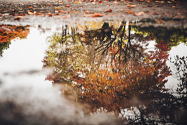 포토 JPG 주간 나무 백그라운드 낙엽 풍경 사람없음 야외 물 반사 가을 비 흐림 국내포토 자연요소 식물 계절 잎 날씨 파일형식