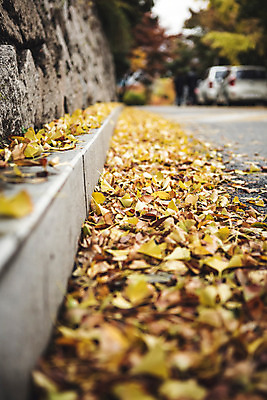 포토 JPG 주간 백그라운드 낙엽 바닥 풍경 사람없음 야외 아웃포커스 가을 은행잎 흐림 국내포토 자연요소 계절 잎 날씨 촬영기법 파일형식