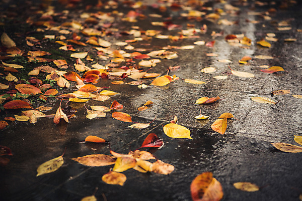 포토 JPG 주간 백그라운드 낙엽 바닥 풍경 사람없음 야외 가을 비 흐림 국내포토 자연요소 계절 잎 날씨 파일형식