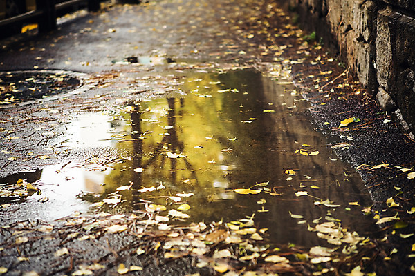 포토 JPG 주간 백그라운드 낙엽 거리 바닥 풍경 사람없음 야외 물 반사 가을 비 흐림 국내포토 자연요소 계절 잎 날씨 파일형식