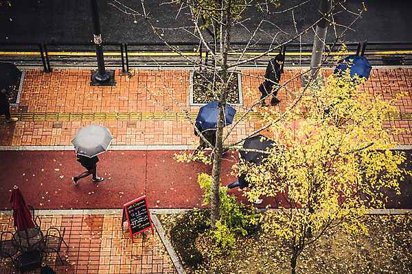 포토 JPG 주간 나무 백그라운드 낙엽 우산 거리 풍경 여러명 야외 하이앵글 가을 비 보행자 흐림 판교 국내포토 자연요소 식물 계절 뷰포인트 다수 잎 날씨 사람 분당 파일형식