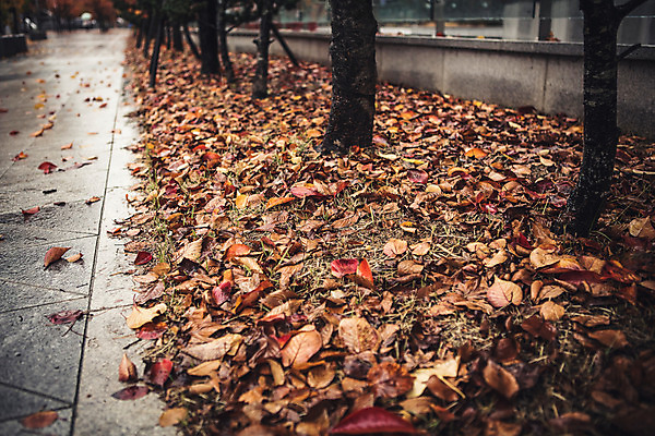 포토 JPG 주간 나무 백그라운드 낙엽 바닥 풍경 사람없음 야외 가을 비 흐림 국내포토 자연요소 식물 계절 잎 날씨 파일형식