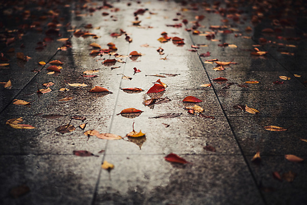 포토 JPG 주간 백그라운드 낙엽 바닥 풍경 사람없음 야외 가을 비 흐림 국내포토 자연요소 계절 잎 날씨 파일형식