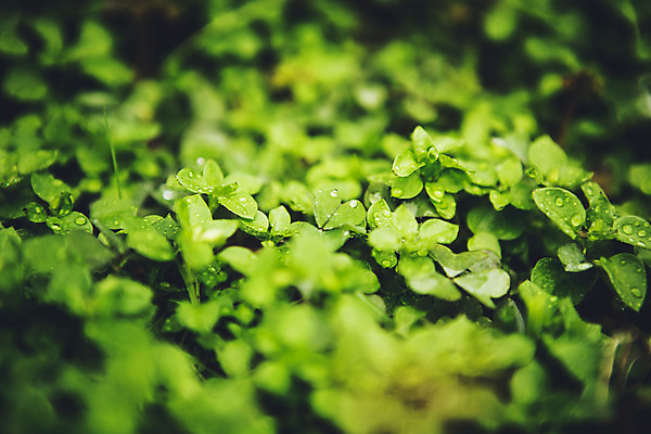 포토 JPG 주간 식물 백그라운드 풍경 사람없음 야외 아웃포커스 비 빗방울 국내포토 자연요소 날씨 촬영기법 비_날씨 파일형식