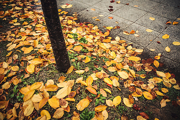 포토 JPG 주간 나무 백그라운드 낙엽 바닥 풍경 사람없음 야외 가을 비 국내포토 자연요소 식물 계절 잎 날씨 파일형식