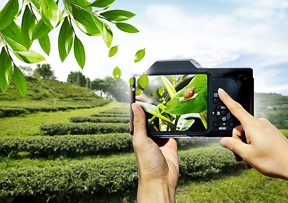 PSD 동물 편집이미지 한마리 손 자연 나뭇잎 한명 신체부위 카메라 사진촬영 양손 달팽이 이미지편집 1 잎 연체동물 사람 전자제품 촬영 생태계 파일형식