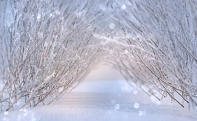 JPG 주간 나무 편집이미지 백그라운드 겨울 사람없음 야외 눈 디지털합성 보케 디지털아트 편집실사 자연요소 식물 계절 날씨 CG 파일형식