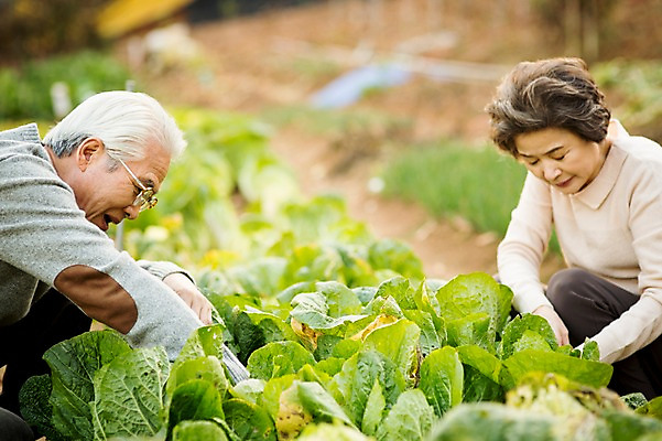 포토 JPG 주간 여자 할아버지 노년 남자 할머니 여유 앉기 상반신 야외 두명 옆모습 실버라이프 노부부 한국인 60대 배추 원예 배추재배 노인만 국내포토 자연요소 라이프스타일 부부 감정 뷰포인트 채소 모션 사람 동양인 성인 취미 성인만 파일형식