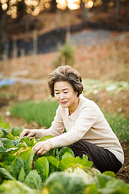 포토 JPG 주간 여자 노년 할머니 여유 한명 미소 앉기 상반신 야외 옆모습 실버라이프 한국인 60대 배추 원예 배추재배 노인여자한명만 국내포토 자연요소 1 라이프스타일 감정 뷰포인트 채소 모션 표정 사람 동양인 성인 취미 여자한명만 노인여자만 파일형식