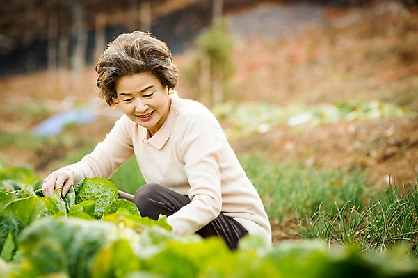 포토 JPG 주간 여자 노년 할머니 여유 한명 미소 앉기 상반신 야외 옆모습 실버라이프 한국인 60대 배추 원예 배추재배 노인여자한명만 국내포토 자연요소 1 라이프스타일 감정 뷰포인트 채소 모션 표정 사람 동양인 성인 취미 여자한명만 노인여자만 파일형식