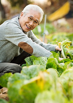 포토 JPG 주간 할아버지 노년 남자 여유 한명 미소 앉기 상반신 야외 옆모습 실버라이프 한국인 60대 배추 원예 배추재배 노인남자한명만 국내포토 자연요소 1 라이프스타일 감정 뷰포인트 채소 모션 표정 사람 동양인 성인 취미 남자한명만 노인남자만 파일형식