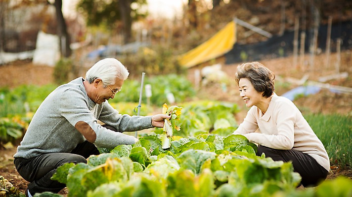 포토 JPG 주간 전신 여자 할아버지 노년 남자 할머니 여유 미소 앉기 야외 두명 옆모습 실버라이프 노부부 한국인 60대 배추 원예 배추재배 노인만 국내포토 자연요소 라이프스타일 부부 감정 뷰포인트 채소 모션 표정 사람 동양인 성인 취미 성인만 파일형식