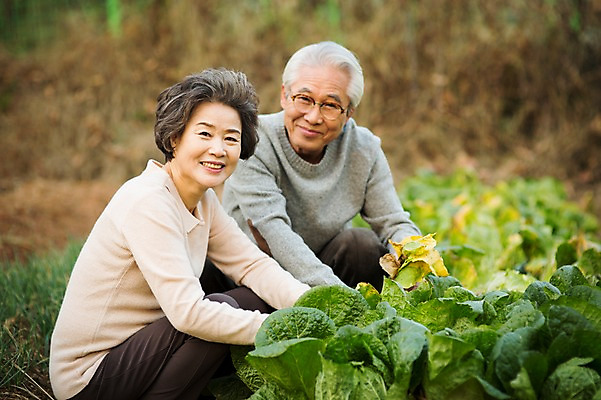 포토 JPG 주간 여자 할아버지 노년 남자 할머니 미소 앉기 상반신 야외 두명 옆모습 실버라이프 노부부 한국인 60대 배추 원예 배추재배 노인만 국내포토 자연요소 라이프스타일 부부 뷰포인트 채소 모션 표정 사람 동양인 성인 취미 성인만 파일형식