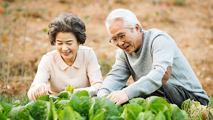 포토 JPG 주간 여자 할아버지 노년 남자 할머니 미소 앉기 상반신 야외 두명 앞모습 실버라이프 노부부 다정 한국인 60대 배추 원예 배추재배 노인만 국내포토 자연요소 라이프스타일 부부 뷰포인트 컨셉 채소 모션 표정 사람 동양인 성인 취미 성인만 파일형식