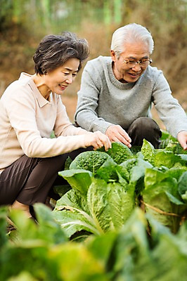 포토 JPG 주간 전신 여자 할아버지 노년 남자 할머니 미소 앉기 야외 두명 앞모습 실버라이프 노부부 다정 한국인 60대 배추 원예 배추재배 노인만 국내포토 자연요소 라이프스타일 부부 뷰포인트 컨셉 채소 모션 표정 사람 동양인 성인 취미 성인만 파일형식