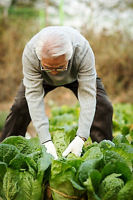 포토 JPG 주간 할아버지 노년 남자 한명 서기 상반신 야외 앞모습 실버라이프 한국인 60대 즐거움 배추 원예 배추재배 뽑기 노인남자한명만 국내포토 자연요소 1 라이프스타일 감정 뷰포인트 채소 모션 사람 동양인 성인 취미 남자한명만 노인남자만 파일형식