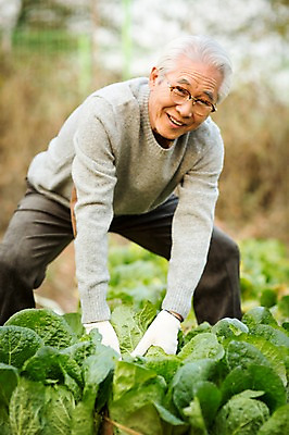 포토 JPG 주간 할아버지 노년 남자 한명 서기 상반신 야외 앞모습 실버라이프 한국인 60대 즐거움 배추 원예 배추재배 뽑기 노인남자한명만 국내포토 자연요소 1 라이프스타일 감정 뷰포인트 채소 모션 사람 동양인 성인 취미 남자한명만 노인남자만 파일형식