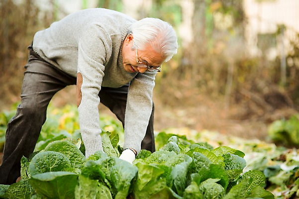 포토 JPG 주간 할아버지 노년 남자 한명 서기 상반신 야외 앞모습 실버라이프 한국인 60대 즐거움 배추 원예 배추재배 뽑기 노인남자한명만 국내포토 자연요소 1 라이프스타일 감정 뷰포인트 채소 모션 사람 동양인 성인 취미 남자한명만 노인남자만 파일형식