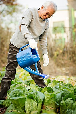 포토 JPG 주간 전신 할아버지 노년 남자 여유 한명 서기 들기 야외 앞모습 실버라이프 물뿌리개 한국인 60대 배추 원예 배추재배 노인남자한명만 국내포토 자연요소 1 라이프스타일 감정 뷰포인트 채소 모션 사람 동양인 성인 취미 남자한명만 노인남자만 파일형식