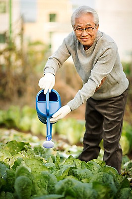 포토 JPG 주간 전신 할아버지 노년 남자 여유 한명 서기 들기 야외 앞모습 실버라이프 물뿌리개 한국인 60대 배추 원예 배추재배 노인남자한명만 국내포토 자연요소 1 라이프스타일 감정 뷰포인트 채소 모션 사람 동양인 성인 취미 남자한명만 노인남자만 파일형식