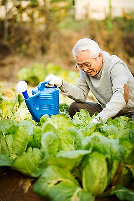 포토 JPG 주간 할아버지 노년 남자 여유 한명 미소 들기 앉기 상반신 야외 앞모습 실버라이프 물뿌리개 한국인 60대 배추 원예 배추재배 노인남자한명만 국내포토 자연요소 1 라이프스타일 감정 뷰포인트 채소 모션 표정 사람 동양인 성인 취미 남자한명만 노인남자만 파일형식