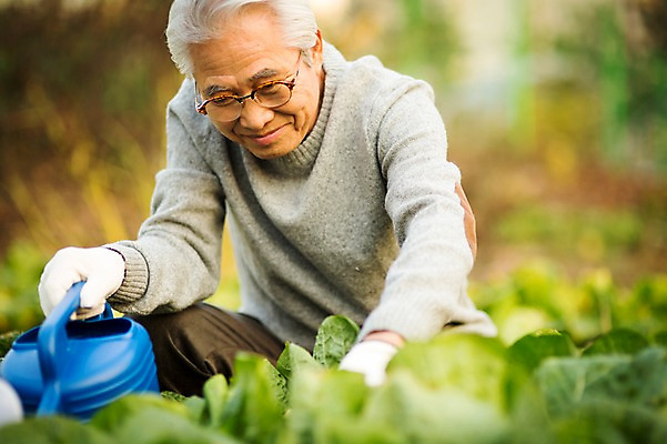 포토 JPG 주간 할아버지 노년 남자 여유 한명 미소 들기 앉기 상반신 야외 앞모습 실버라이프 물뿌리개 한국인 60대 배추 원예 배추재배 노인남자한명만 국내포토 자연요소 1 라이프스타일 감정 뷰포인트 채소 모션 표정 사람 동양인 성인 취미 남자한명만 노인남자만 파일형식
