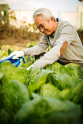 포토 JPG 주간 할아버지 노년 남자 여유 한명 미소 들기 앉기 상반신 야외 앞모습 실버라이프 물뿌리개 한국인 60대 배추 원예 배추재배 노인남자한명만 국내포토 자연요소 1 라이프스타일 감정 뷰포인트 채소 모션 표정 사람 동양인 성인 취미 남자한명만 노인남자만 파일형식