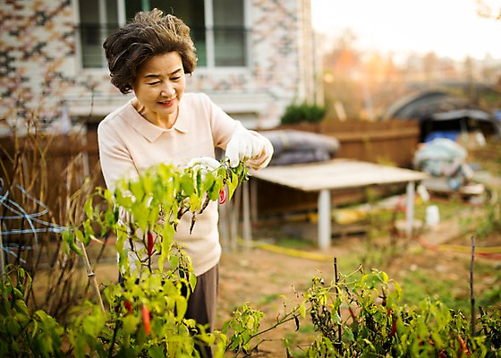 포토 JPG 주간 여자 노년 할머니 여유 고추 한명 서기 미소 상반신 야외 앞모습 실버라이프 한국인 60대 즐거움 원예 노인여자한명만 국내포토 자연요소 1 라이프스타일 감정 뷰포인트 채소 모션 표정 사람 동양인 성인 취미 여자한명만 노인여자만 파일형식