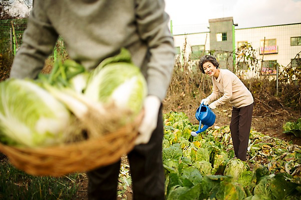 포토 JPG 주간 여자 할아버지 노년 남자 할머니 여유 서기 들기 상반신 야외 두명 앞모습 옆모습 아웃포커스 실버라이프 바구니 노부부 물뿌리개 한국인 60대 배추 원예 파 배추재배 노인만 국내포토 자연요소 라이프스타일 부부 감정 뷰포인트 채소 모션 촬영기법 사람 동양인 성인 취미 성인만 파일형식